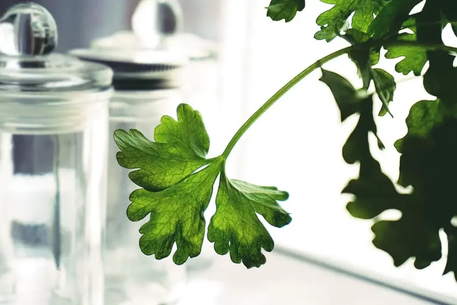 7 benefícios da Salsinha que você não sabia!