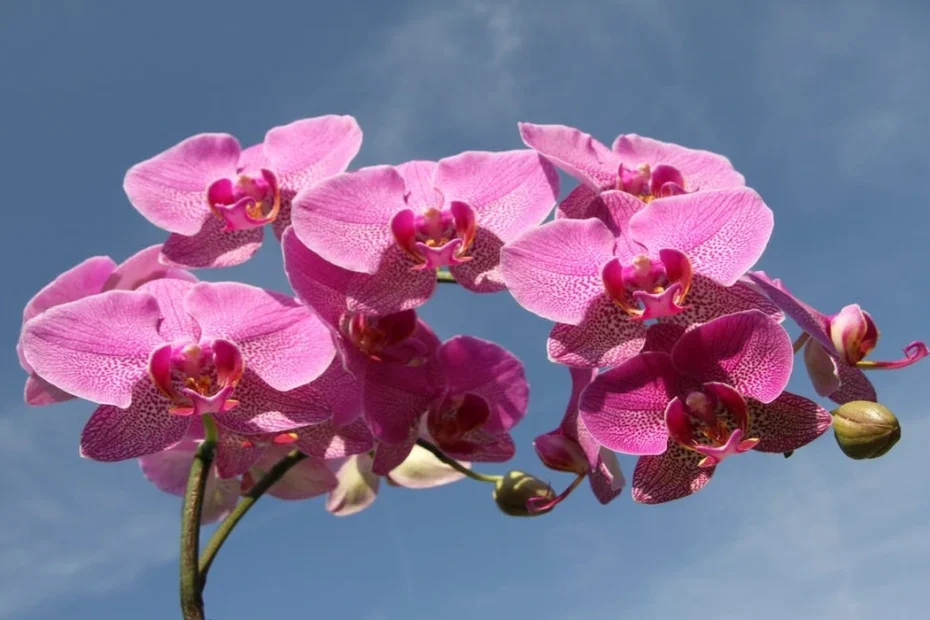 Como cuidar de orquídeas em casa