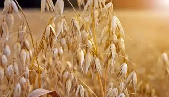 plantar e beneficiar aveia