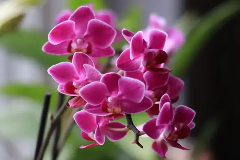 Como plantar orquídeas no vaso de plástico