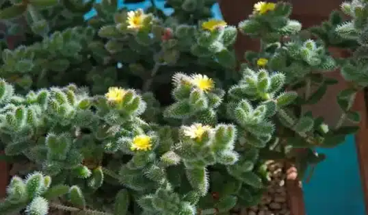 Delosperma planta suculenta