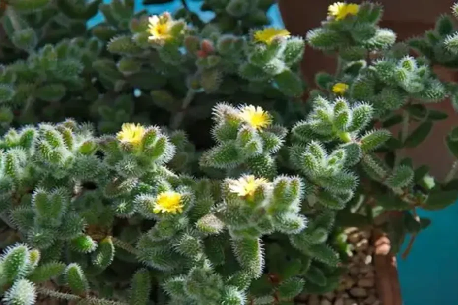Delosperma planta suculenta