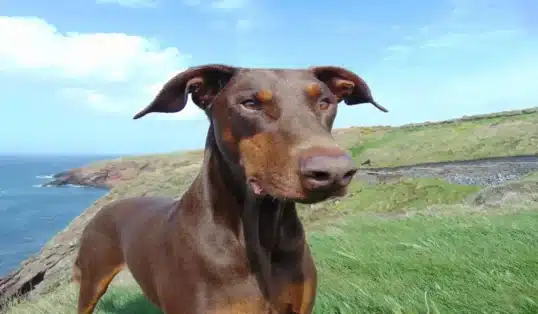 Doberman marrom