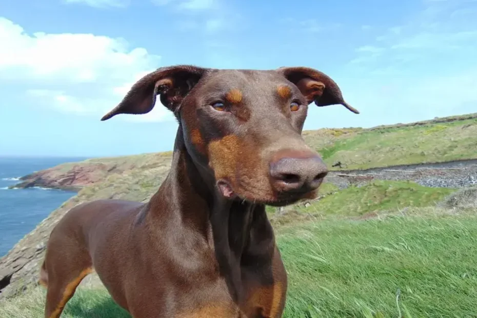 Doberman marrom
