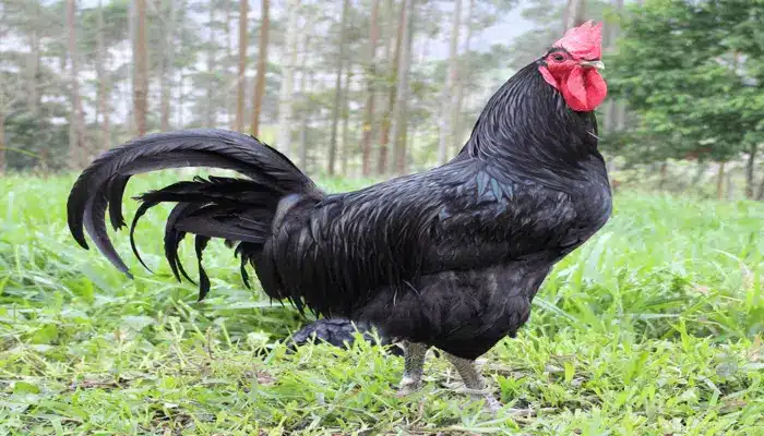 Galinha Gigante Negra de Jersey