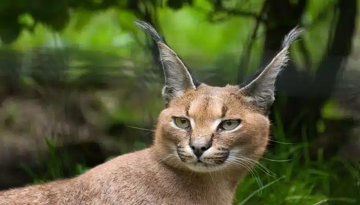 Gato caracal domestico