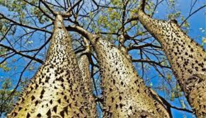 porque a Hura Crepitans é cohhecida como arvore do diabo