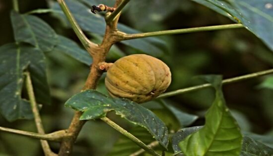 porque a Hura Crepitans é comhecida como arvore do diabo