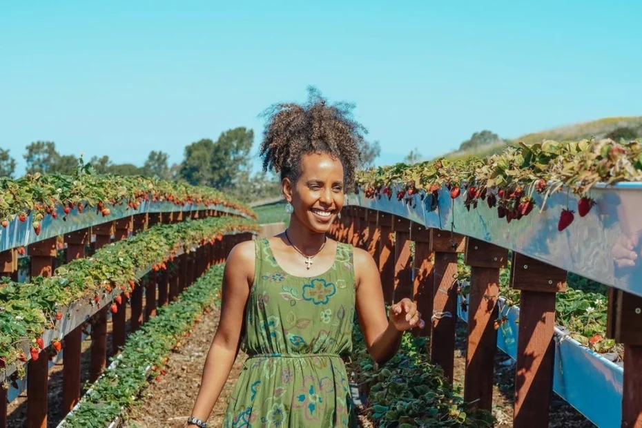 Morango como plantar e cuidar