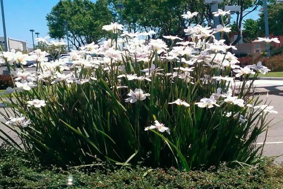 Moreia planta como cuidar