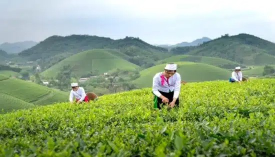 Mulheres na agricultura