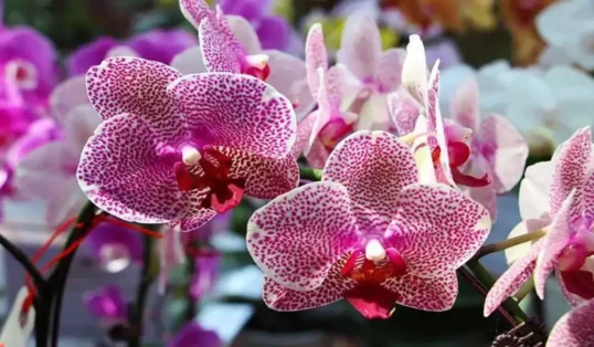 Orquidea Vanda como plantar essa