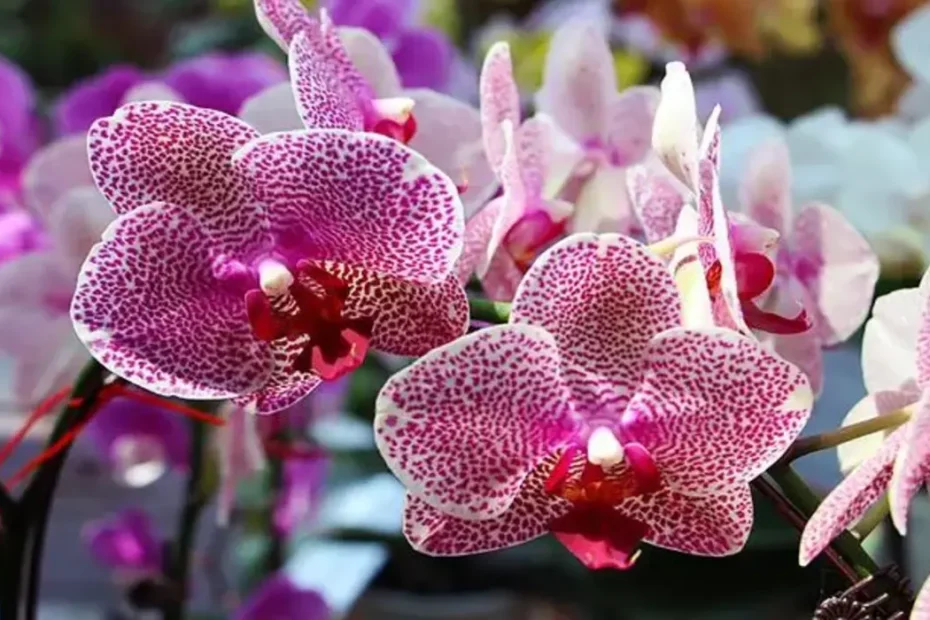 Orquidea Vanda como plantar essa