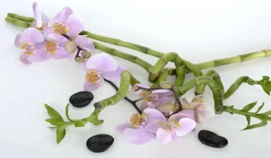 Orquidea bambu como plantar em casa