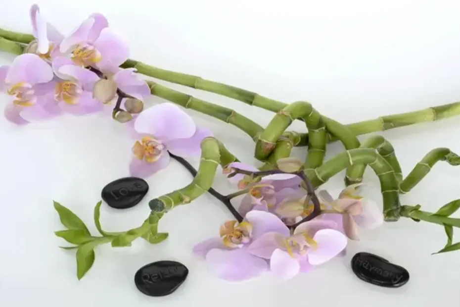 Orquidea bambu como plantar em casa