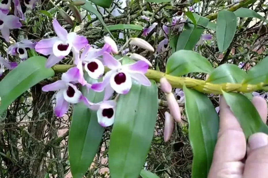 Orquídea olhos de boneca