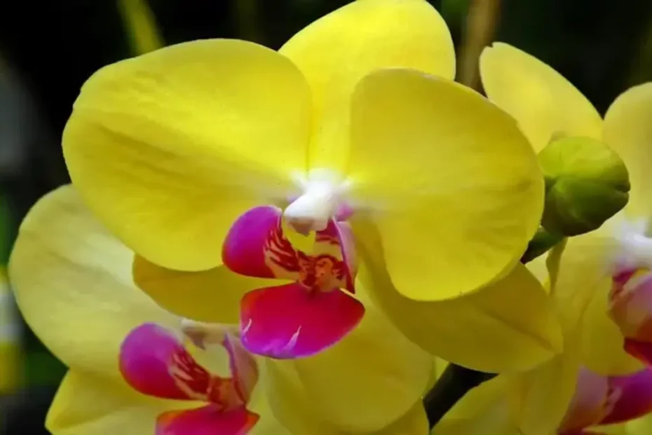 Orquideas-borboleta-amarela-como