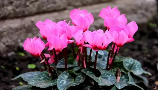 Planta Cyclamen