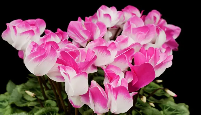 Planta Cyclamen