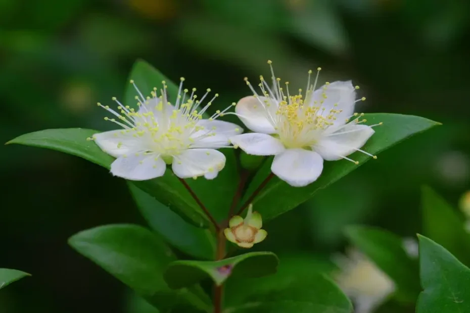 Planta murta como cultivar