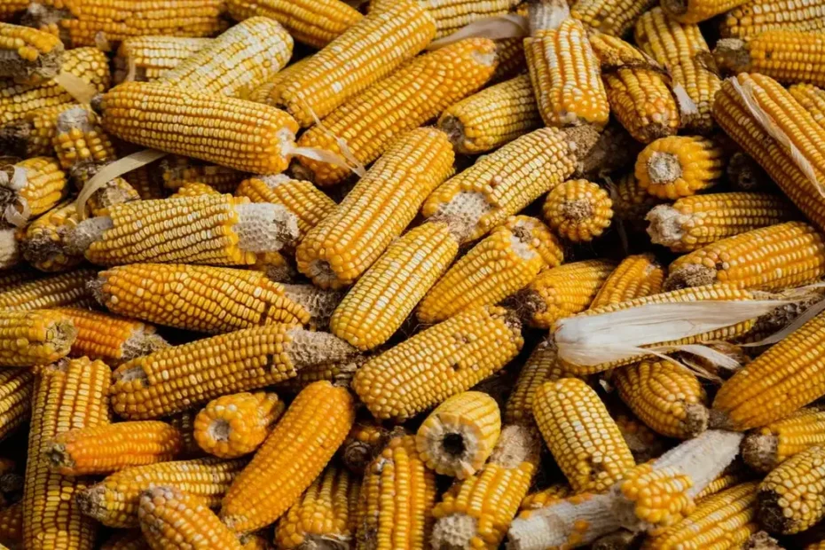 Preço do milho hoje