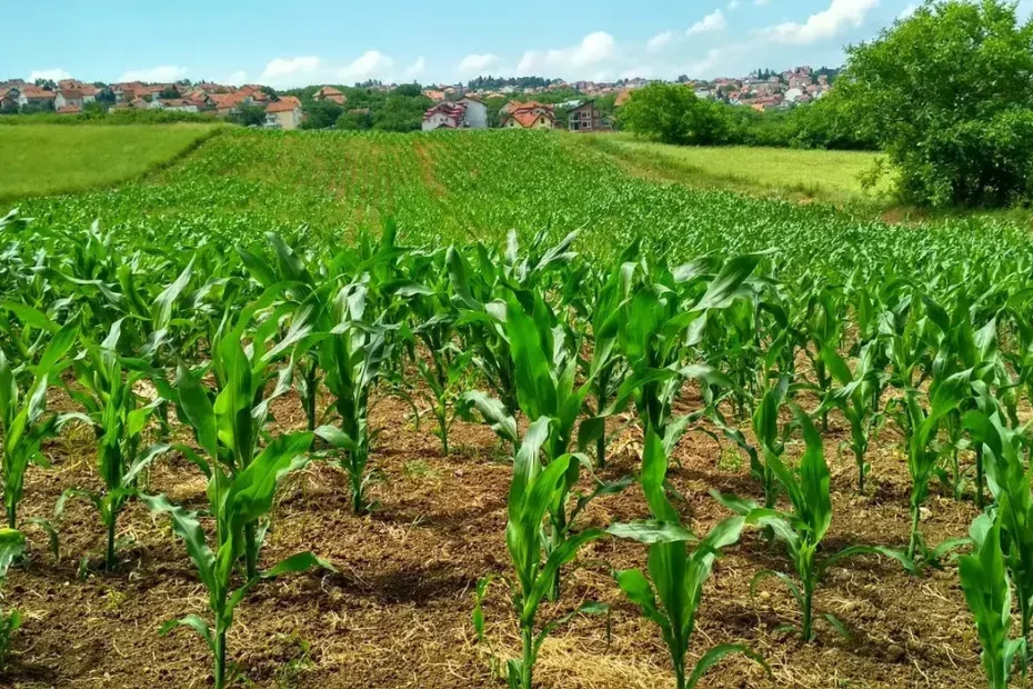 Produção de milho no Brasil cresce