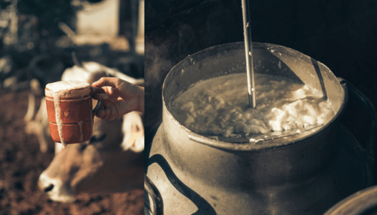 Vaca Leiteira Preço para compra