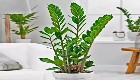 como plantar zamiocula em vaso