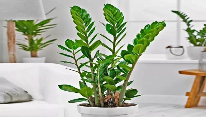 como plantar zamiocula em vaso