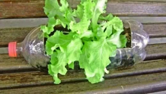 como plantar alface em garrafas 2