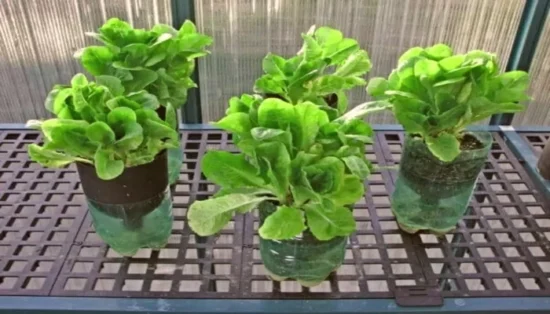 como plantar alface em garrafas