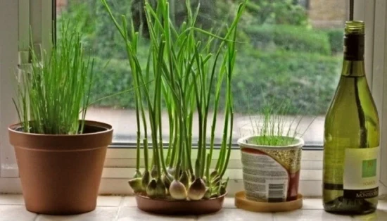 como plantar alho em vaso