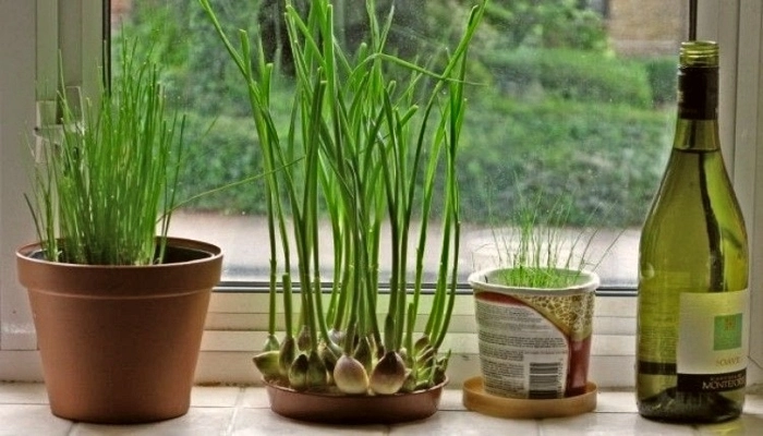 como plantar alho em vaso