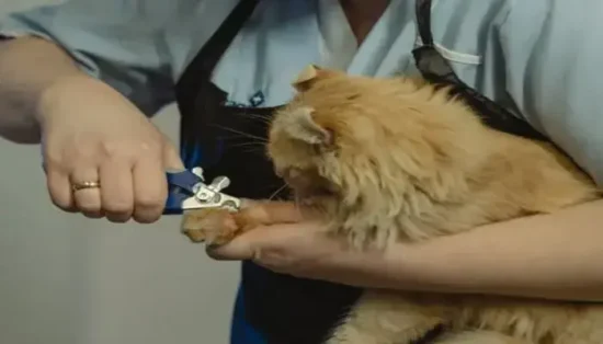Como cortar a unha de gatos de forma segura