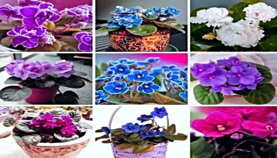 cuidar de violetas 2