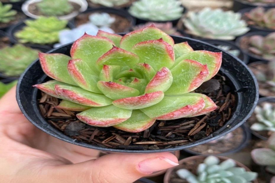 echeverias agavoides