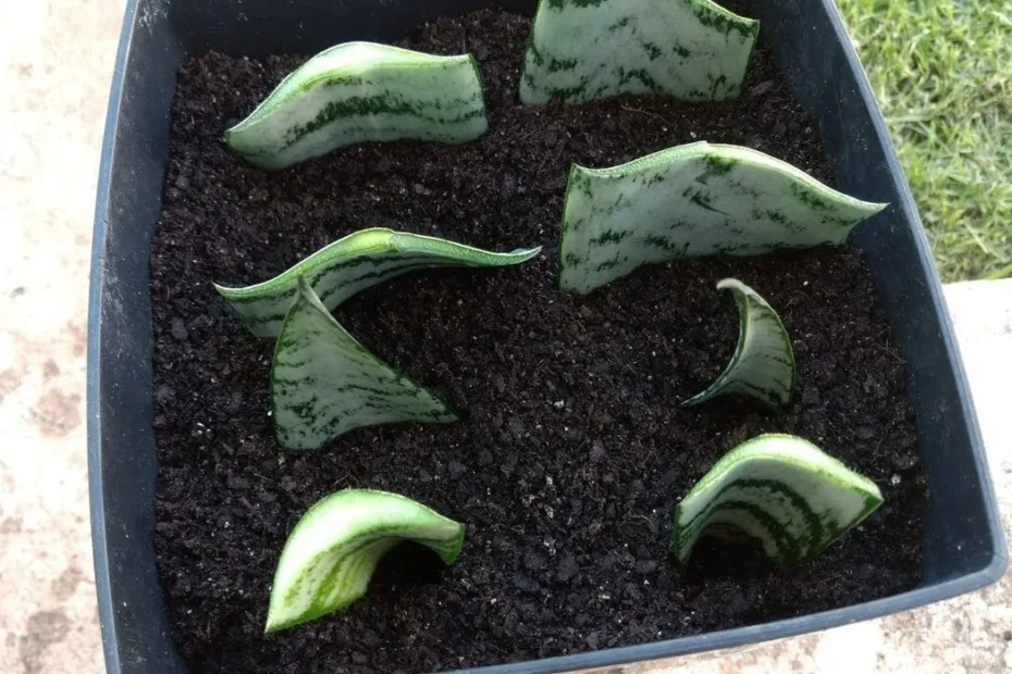 Como plantar a Espada de São Jorge