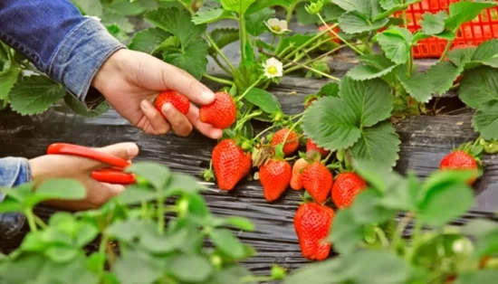 plantar frutas em vasos 1