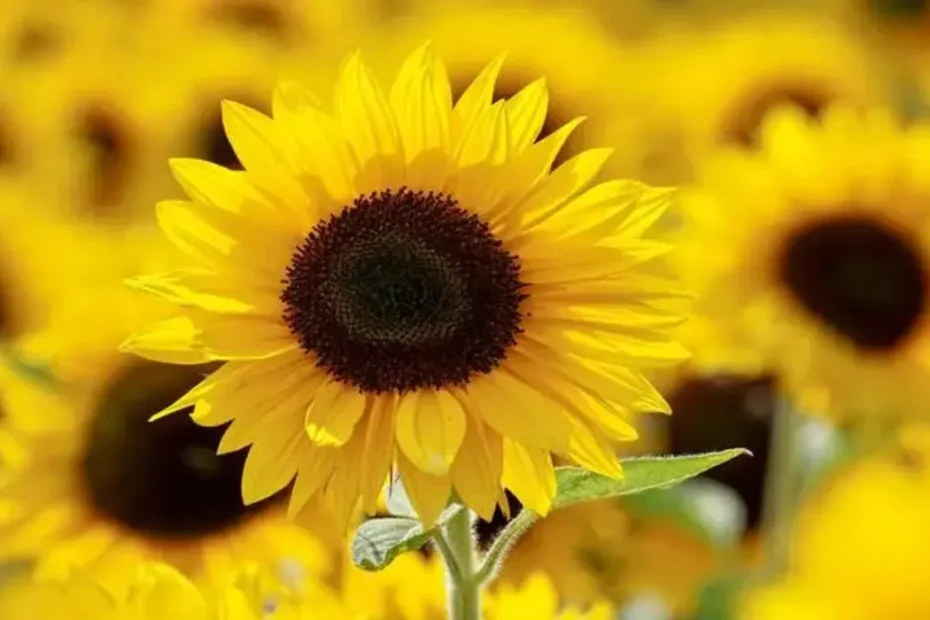 cuidar do girassol em vaso