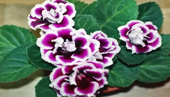 gloxinia8