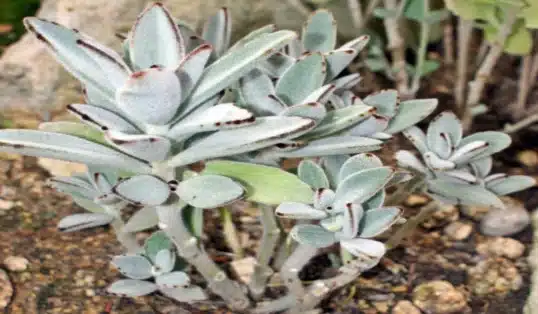 kalanchoe tomentosa Orelha de Gato como plantar