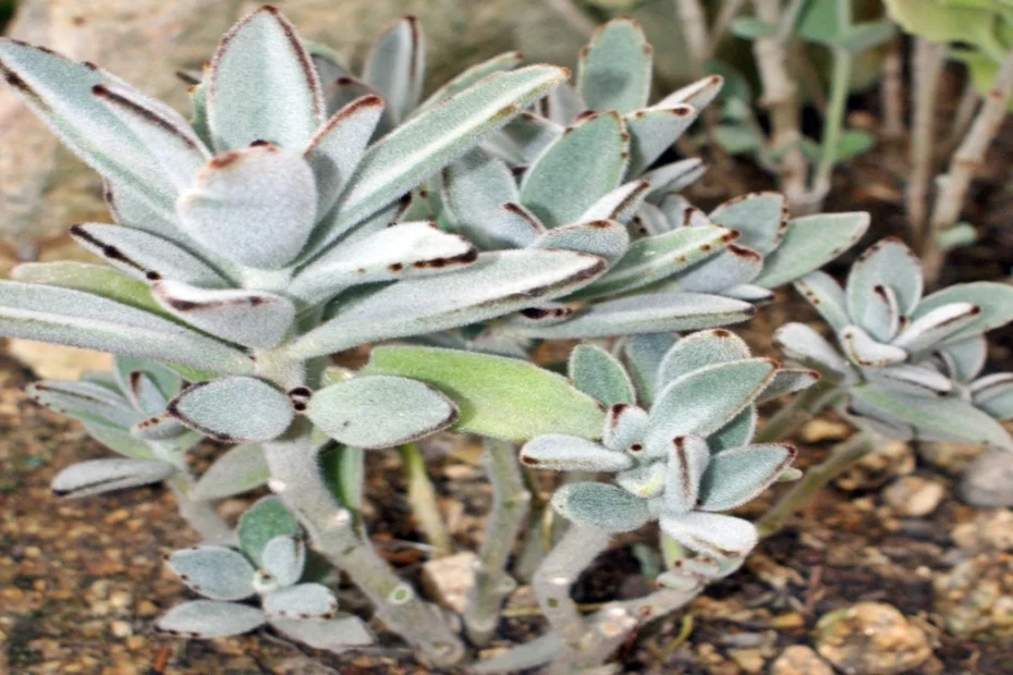 kalanchoe tomentosa Orelha de Gato como plantar