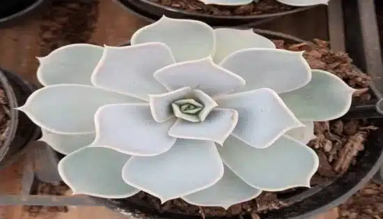 lilacina