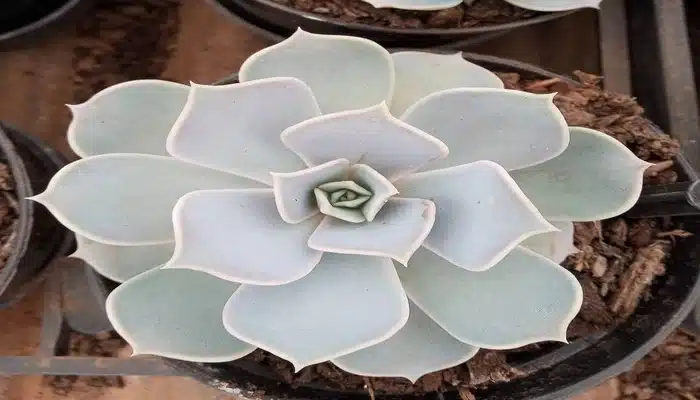 lilacina