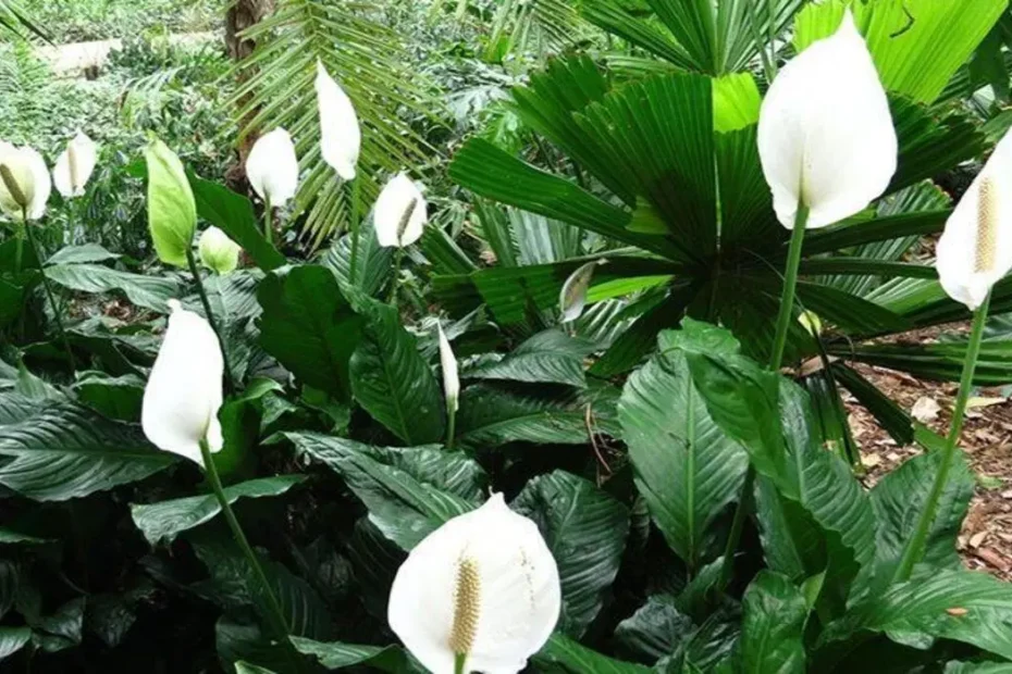 Como plantar Lírios da Paz