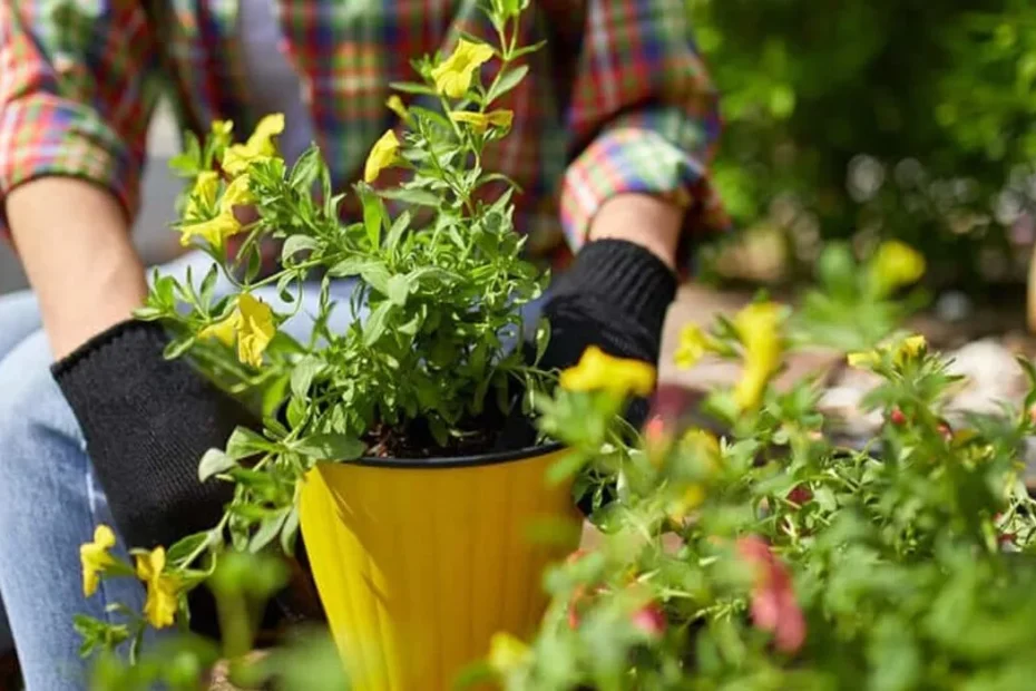 Como plantar Onze horas