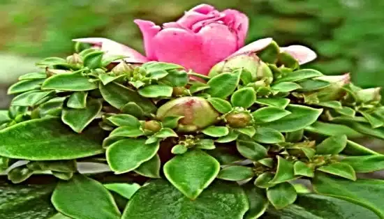 A oro-pro-nobis pode plantar em casa