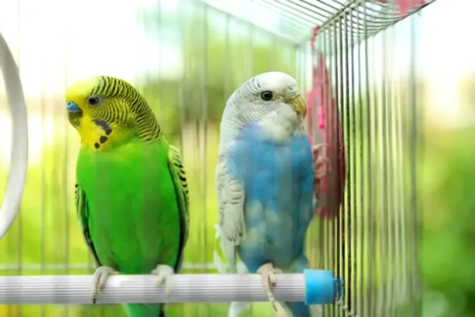 periquitos2