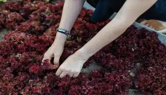 produção de hortaliças