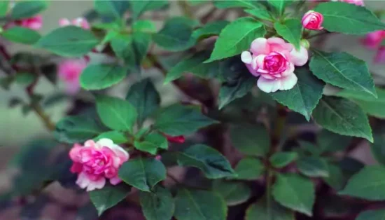 impatiens walleriana1